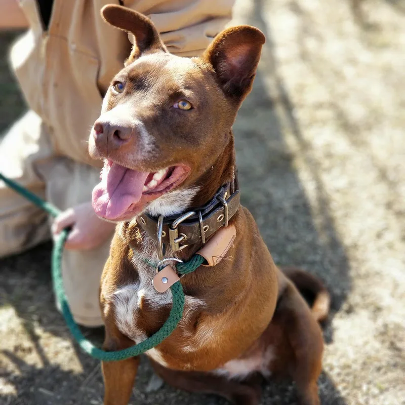 A senior medium-sized female Brown / Chocolate Pit Bull Terrier dog named Ava for adoption in Justin, TX