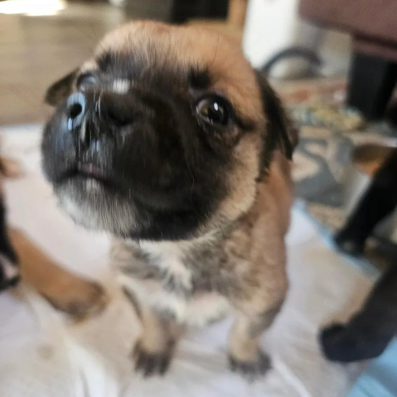 A baby medium-sized female Yellow / Tan / Blond / Fawn Belgian Shepherd / Malinois dog named Leona for adoption in Oceanside, CA