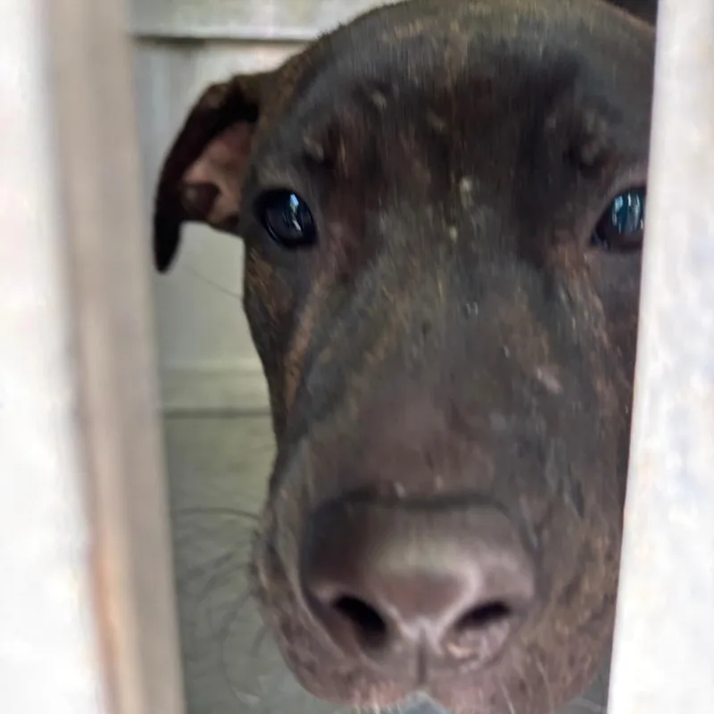 A young medium-sized male Black Pit Bull Terrier dog named Gidget for adoption in Greensboro, NC