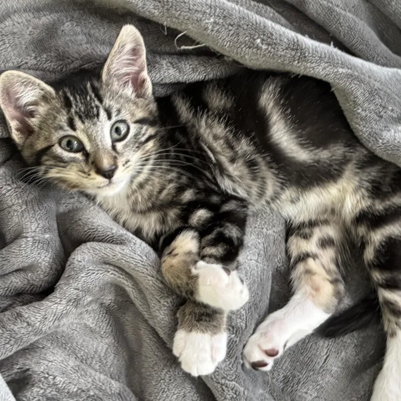 A baby medium-sized female Domestic Short Hair cat named Magnolia for adoption in Renton, WA