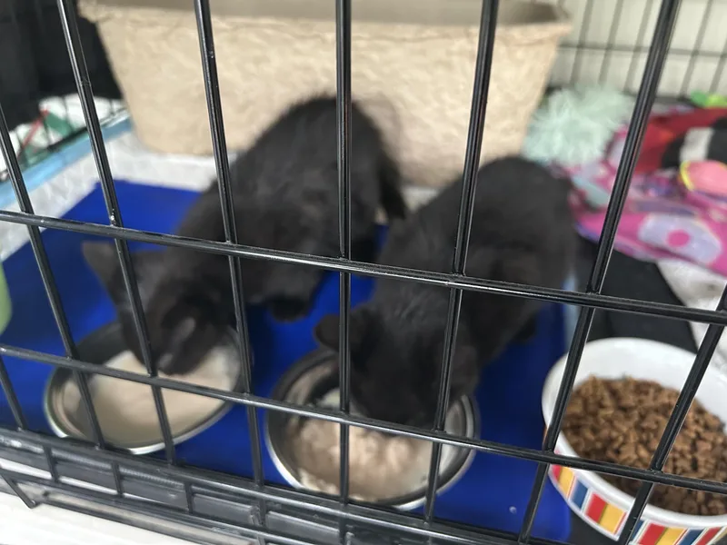 Mir And Miracle thumbnail 2