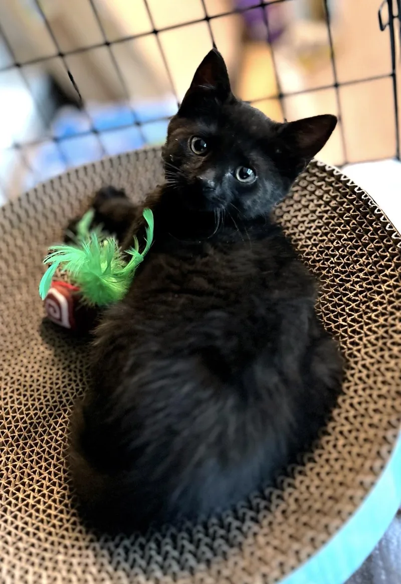 Mir And Miracle thumbnail 4