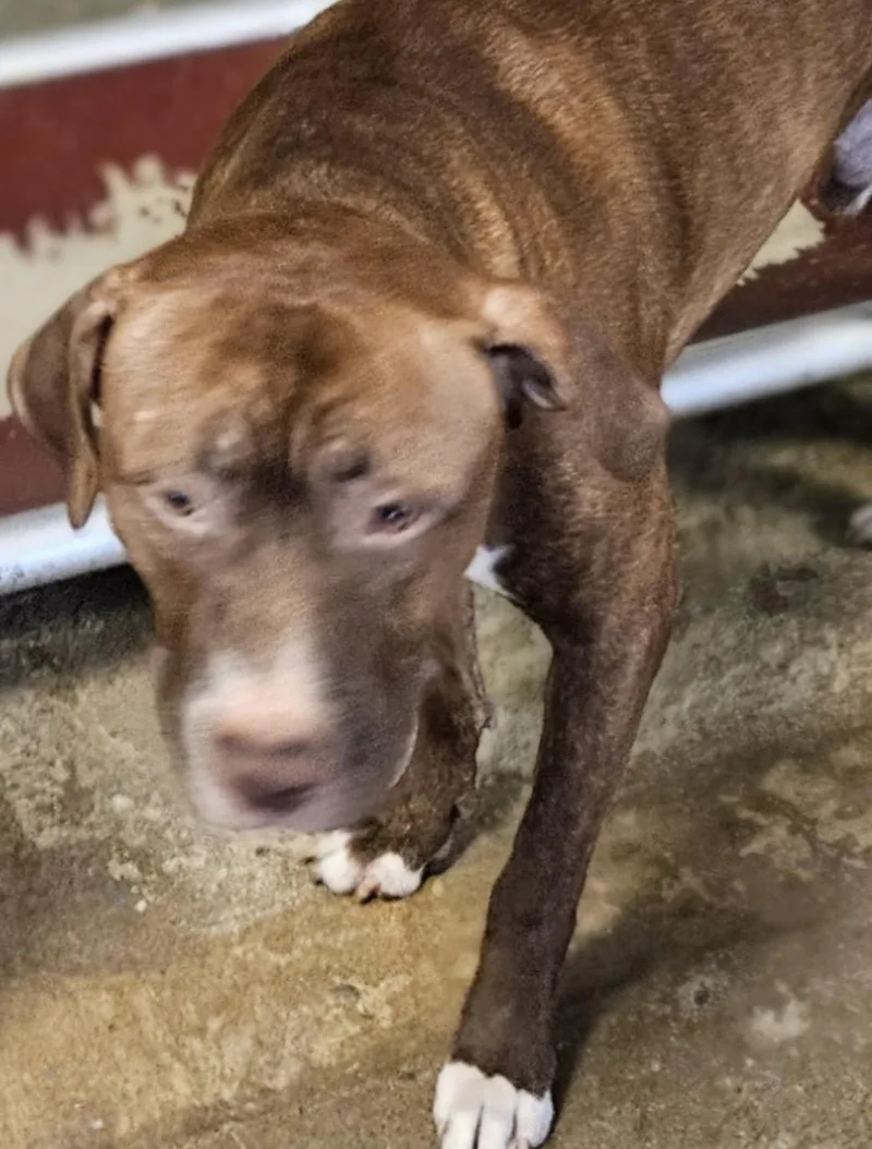 An adult medium-sized male Brown / Chocolate Labrador Retriever dog named Dodgy Hold for adoption in Canton, OH