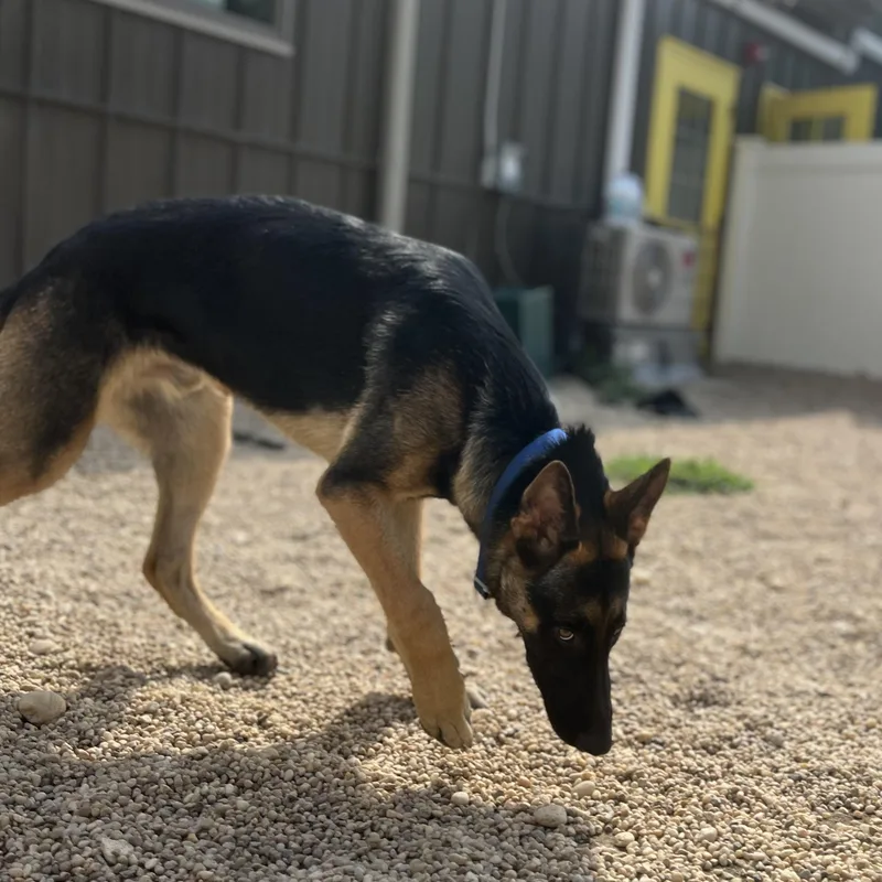 A young large-sized male Black German Shepherd Dog dog named Chase for adoption in Southold, NY