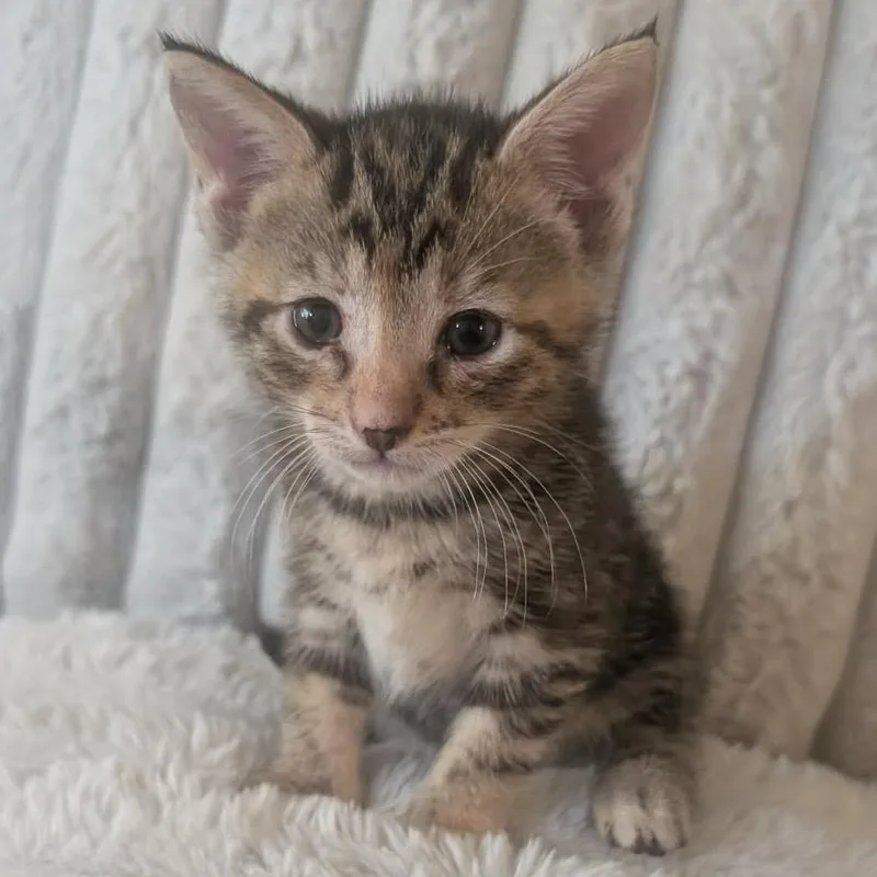 A baby small-sized female American Shorthair cat named Kayla for adoption in mount vernon, AR