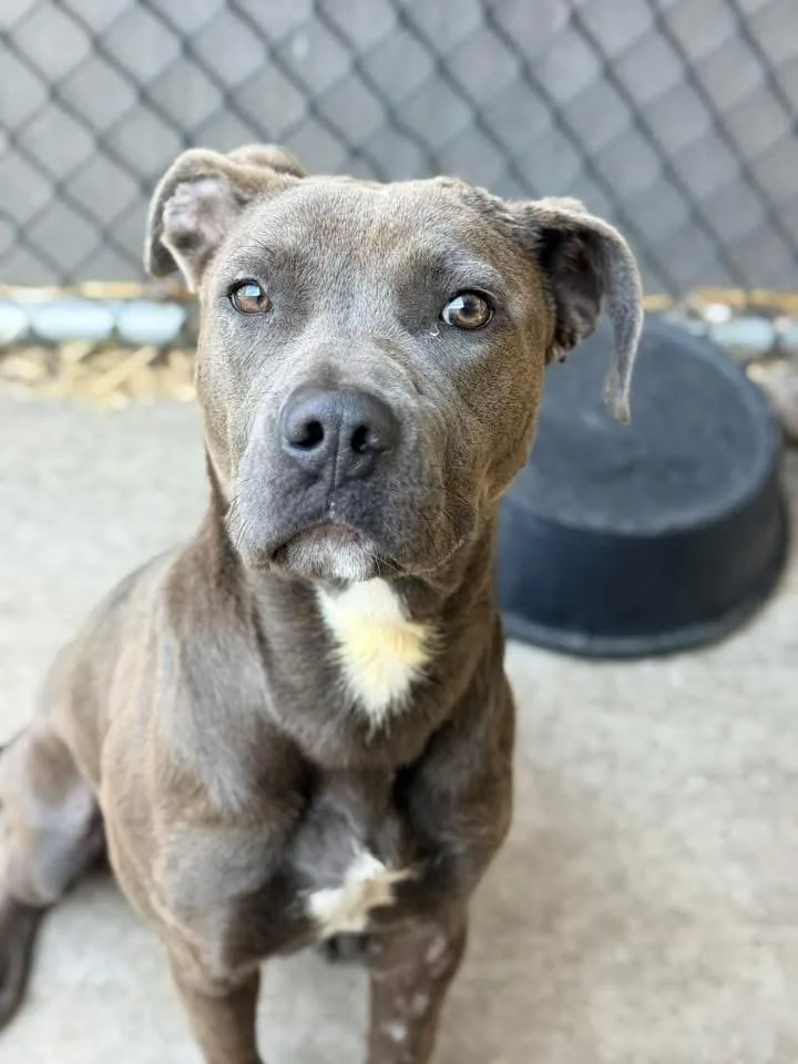 An adult medium-sized female Gray / Blue / Silver Pit Bull Terrier dog named Peony for adoption in Chicago, IL