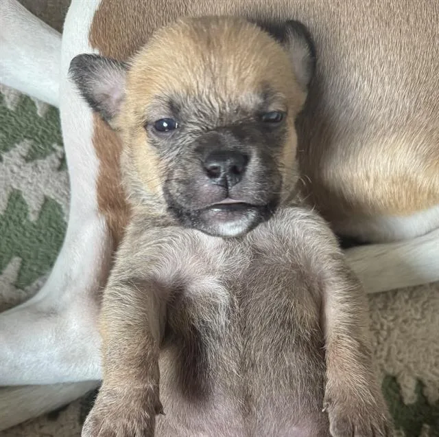 A baby small-sized male Pit Bull Terrier dog named Cookie for adoption in Indianapolis, IN