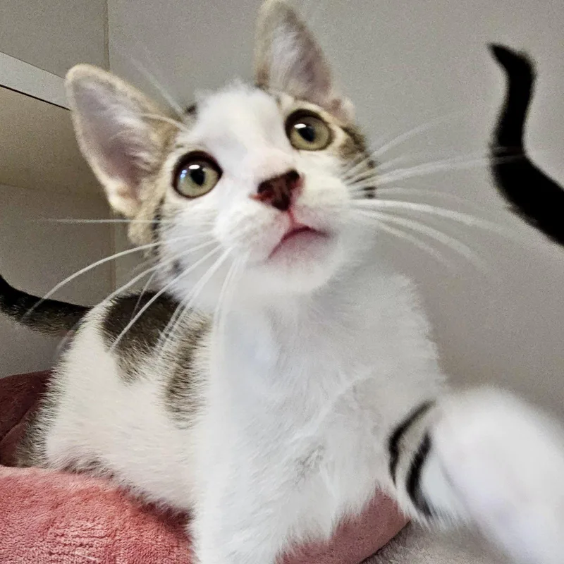 A baby small-sized male Brown / Chocolate Domestic Short Hair cat named Papalote for adoption in Oakland, CA