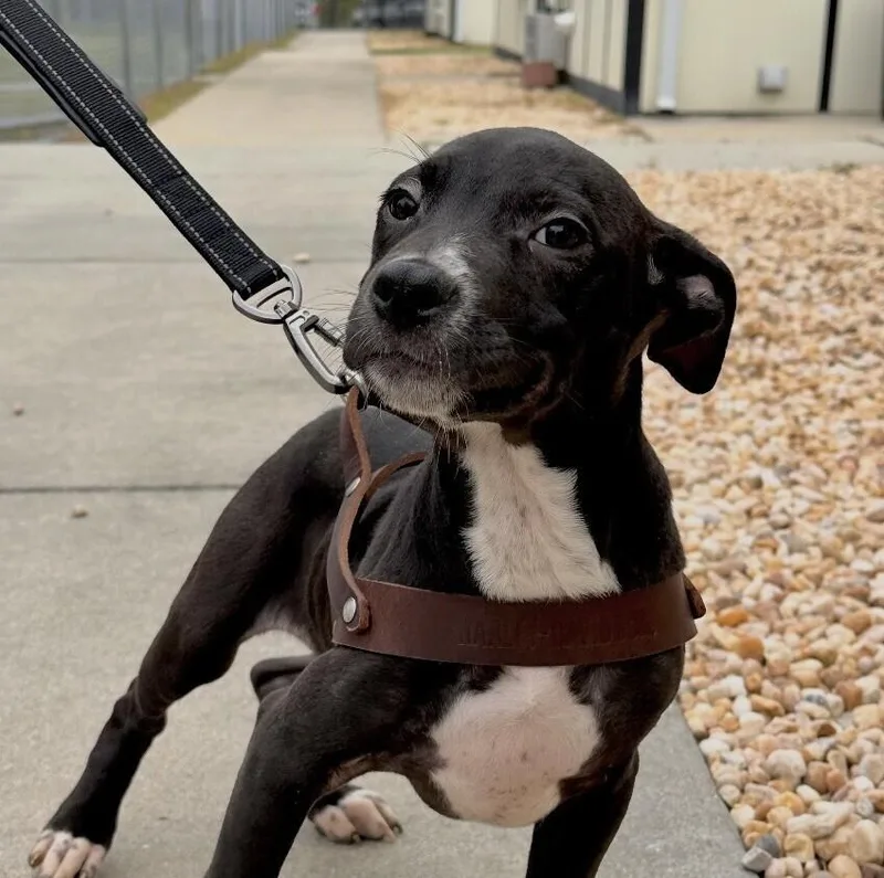 A baby small-sized female Tricolor (Brown, Black, & White) Chihuahua dog named Pup Oakley for adoption in Washington, DC