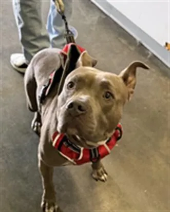 A young large-sized female Pit Bull Terrier dog named Myla for adoption in Los Angeles, CA