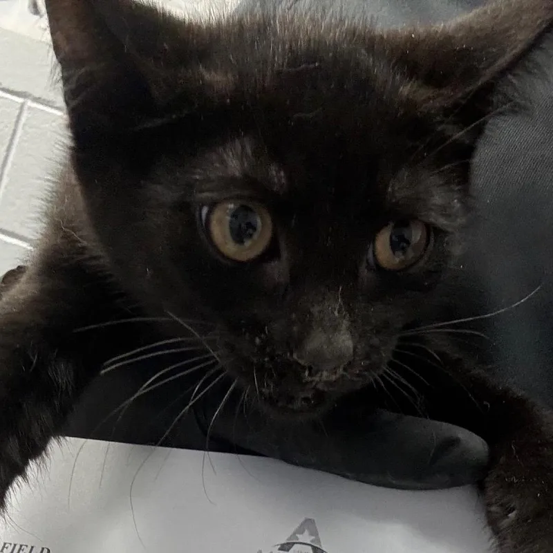 A baby small-sized female Black Domestic Short Hair cat named Dixie for adoption in Amarillo, TX