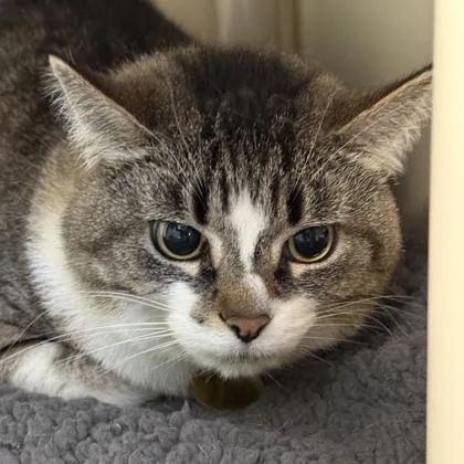 An adult medium-sized female Brown / Chocolate Domestic Short Hair cat named Ginger for adoption in Lansing, MI