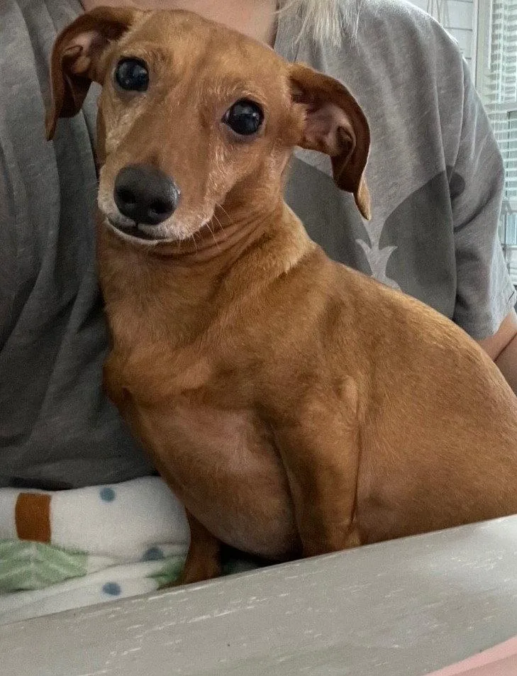 An adult medium-sized female Dachshund dog named Dixie for adoption in Austin, TX