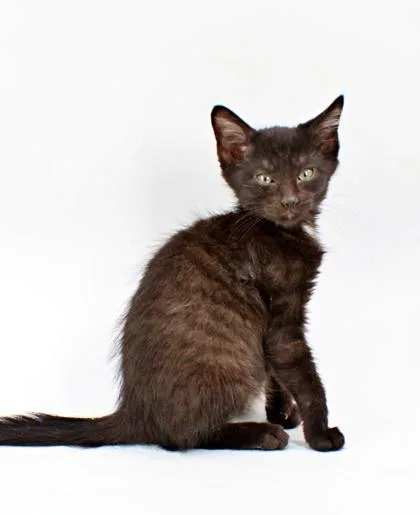 A baby small-sized male Domestic Short Hair cat named Mike for adoption in Morton Grove, IL