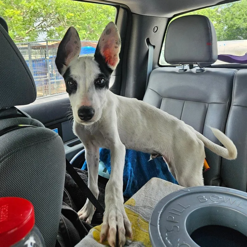 A baby medium-sized male White / Cream Rat Terrier dog named Bonanza for adoption in Lake Jackson, TX