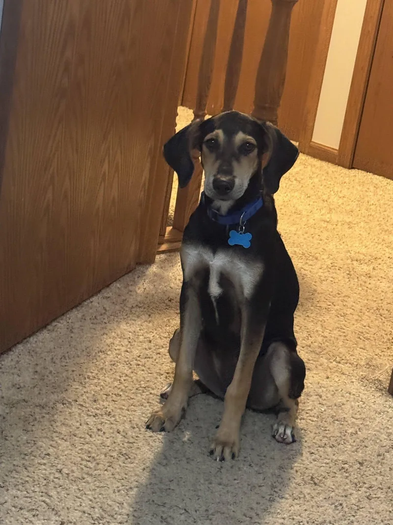 A baby medium-sized female Black Hound dog named Junie for adoption in Plainfield, IL