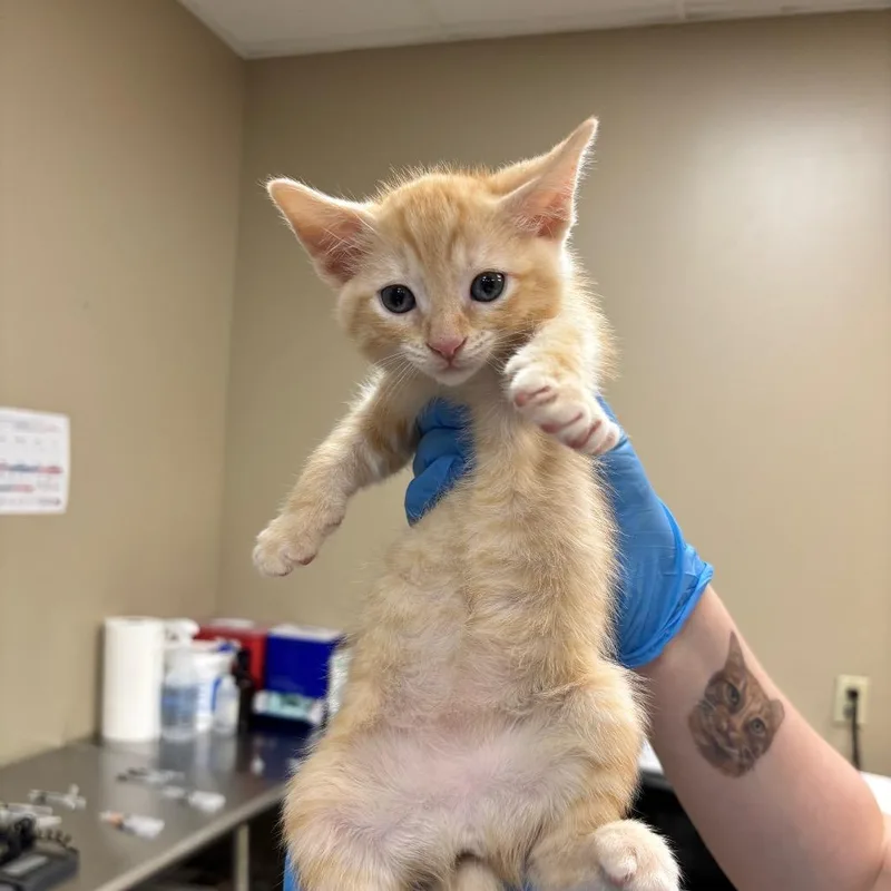 A baby small-sized female Orange / Red Domestic Short Hair cat named Tanya for adoption in Birmingham, AL