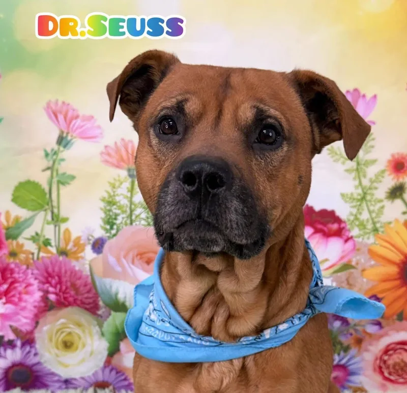 An adult medium-sized male Yellow / Tan / Blond / Fawn Mixed Breed dog named Dr. Seuss for adoption in Flint, MI