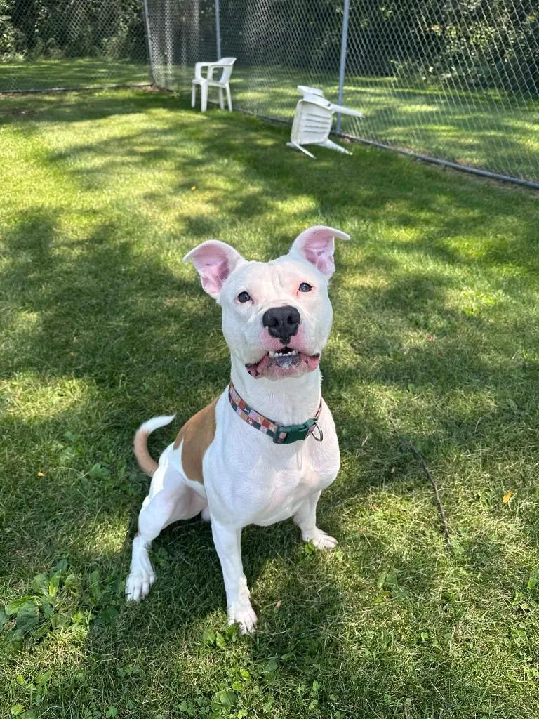 A young medium-sized male Pit Bull Terrier dog named Ozzy for adoption in Marion, OH