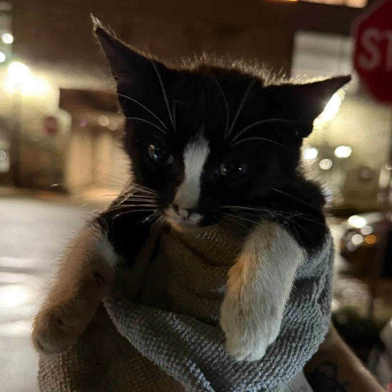 A baby small-sized female Black Domestic Short Hair cat named Bungalow for adoption in Newark, NJ