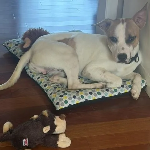 A young medium-sized male Apricot / Beige Jack Russell Terrier dog named Charlie for adoption in Wayne, NJ
