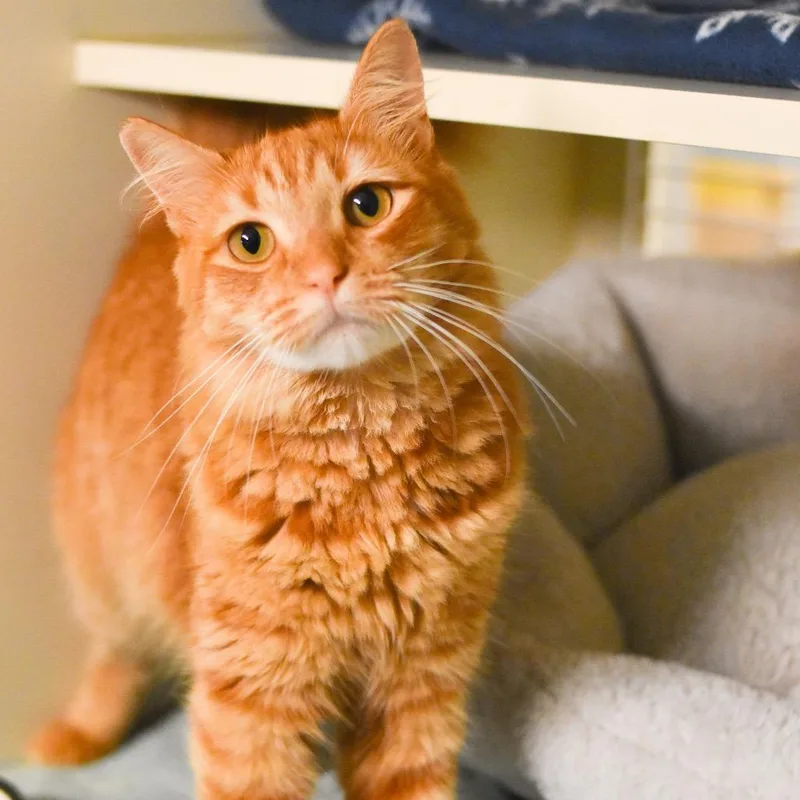A young medium-sized female Orange / Red Domestic Medium Hair cat named Ginger for adoption in Kailua Kona, HI