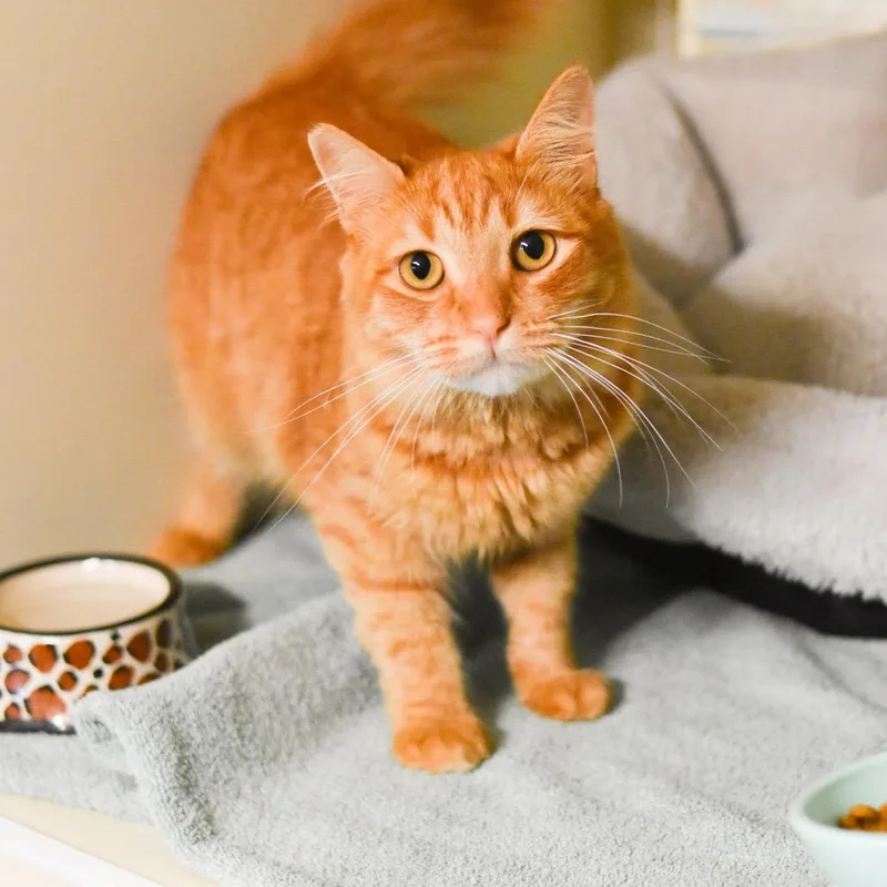 Ginger thumbnail 2