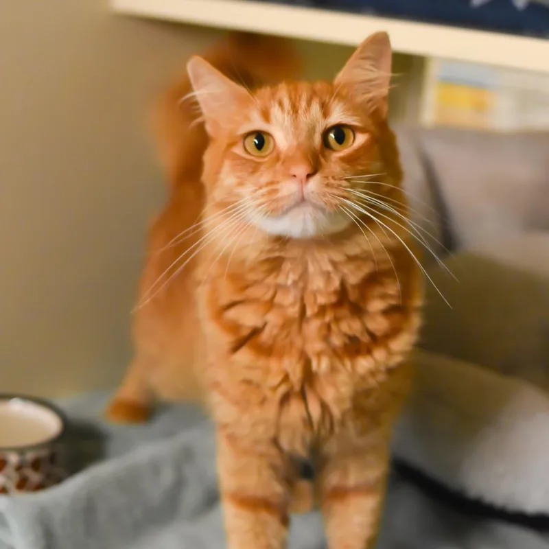 Ginger thumbnail 3