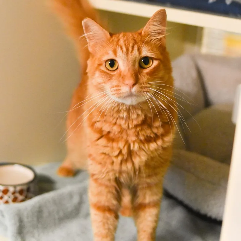 Ginger thumbnail 4