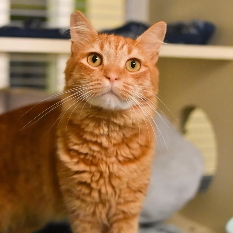 Ginger thumbnail 5