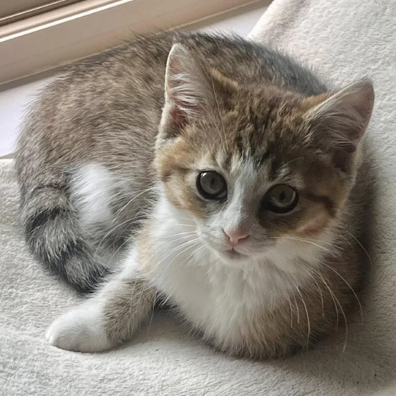 A baby small-sized female White Domestic Short Hair cat named Ellie Mae for adoption in Huntsville, AL