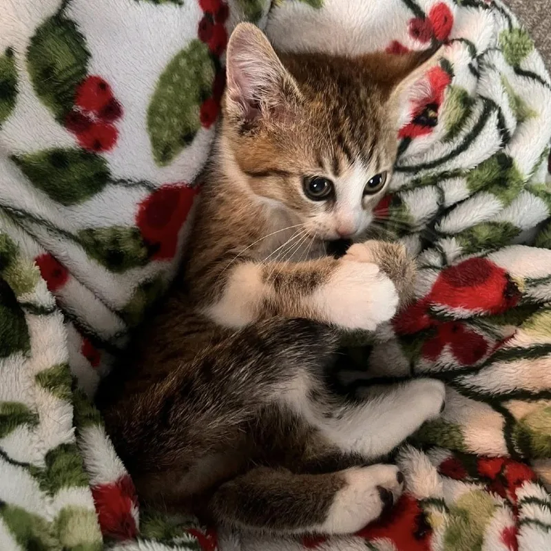 Ellie Mae thumbnail 5