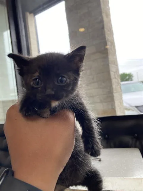 A baby small-sized female Domestic Short Hair cat named Derby for adoption in Dallas, TX