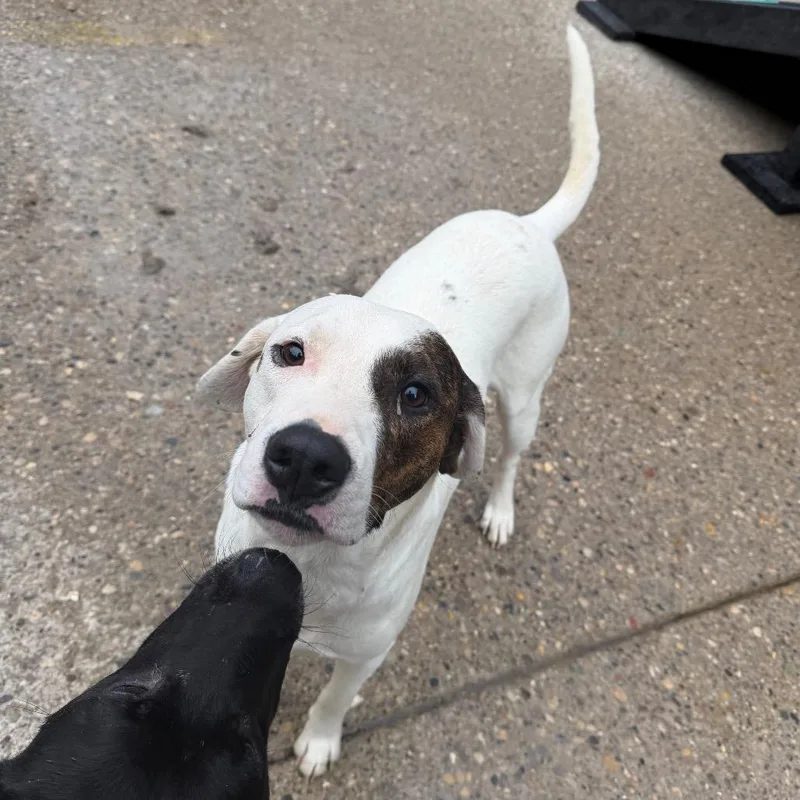 An adult large-sized male White / Cream Mixed Breed dog named Contestant : Keith for adoption in Charleston, WV
