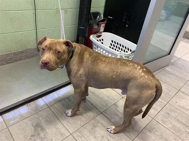 An adult large-sized male American Staffordshire Terrier dog named Patches for adoption in Grand Prairie, TX