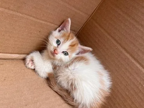 A baby small-sized male Domestic Short Hair cat named Martin for adoption in Charlotte, NC