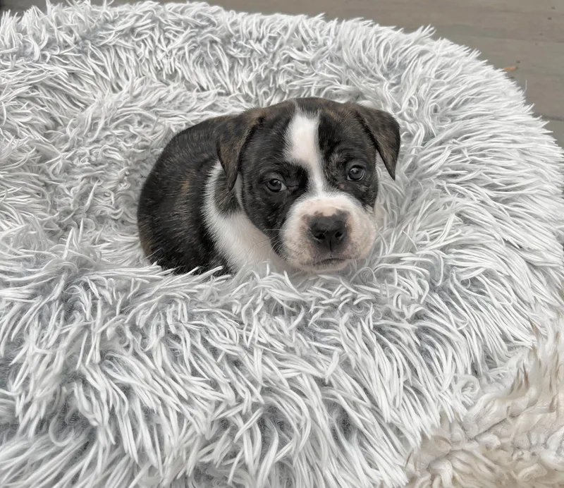 A baby large-sized male American Staffordshire Terrier dog named Linus for adoption in Huntingtown, MD