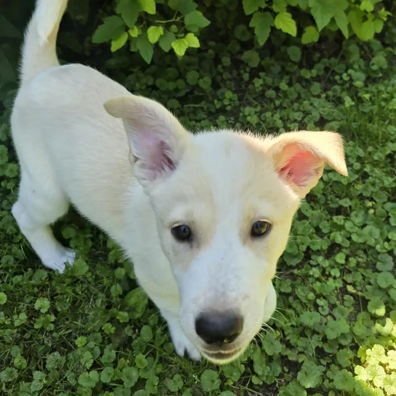 A baby medium-sized female Labrador Retriever dog named Wiggles No Longer for adoption in Minneapolis, MN