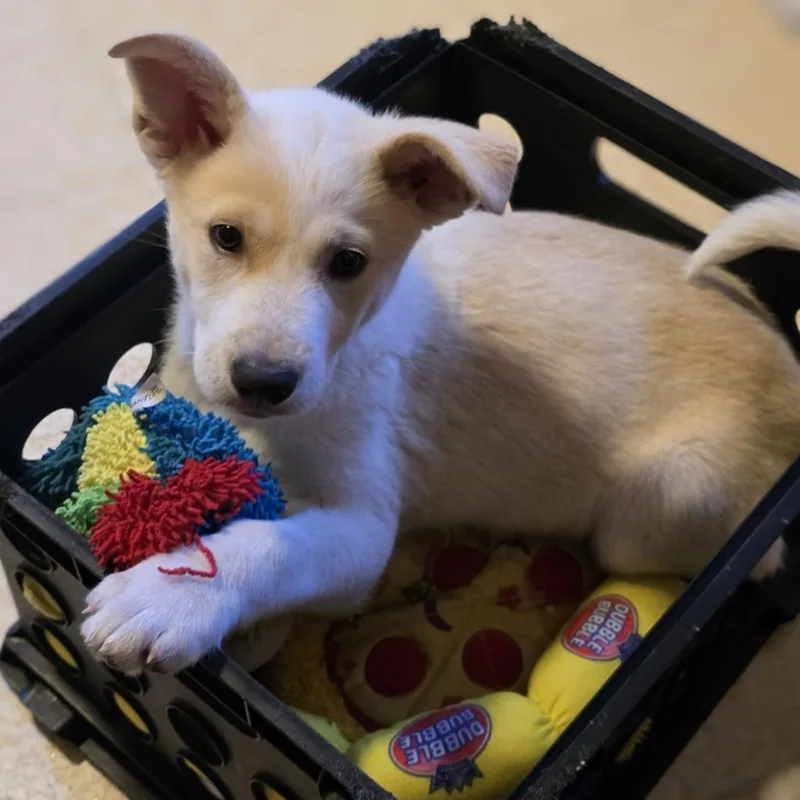 Wiggles  No Longer thumbnail 5