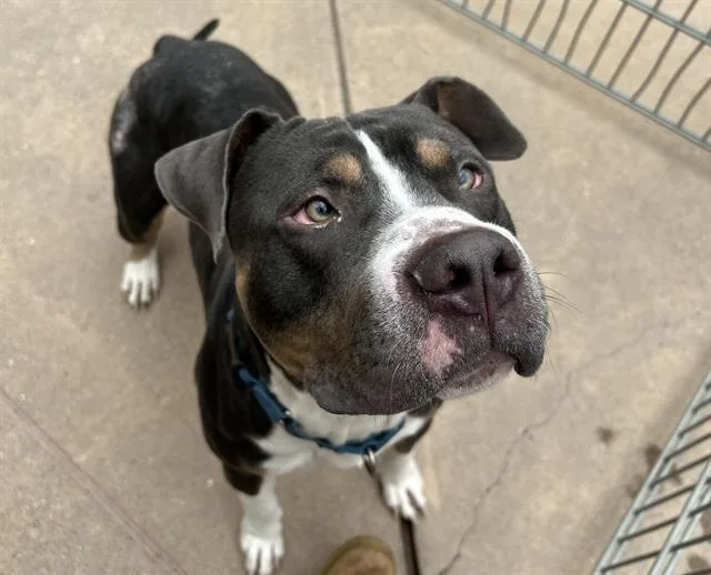 An adult large-sized male Pit Bull Terrier dog named Neptune for adoption in Martinez, CA
