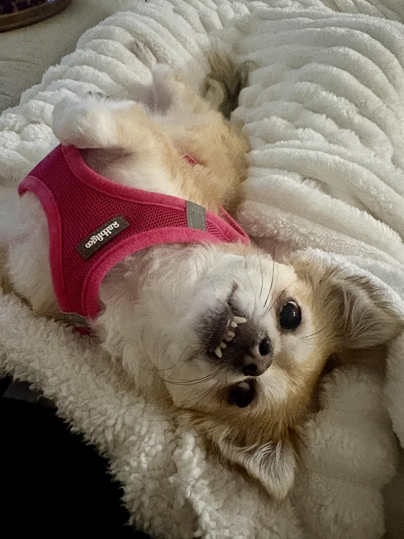 A young small-sized female Red / Chestnut / Orange Pomeranian dog named Rory for adoption in Atlanta, GA