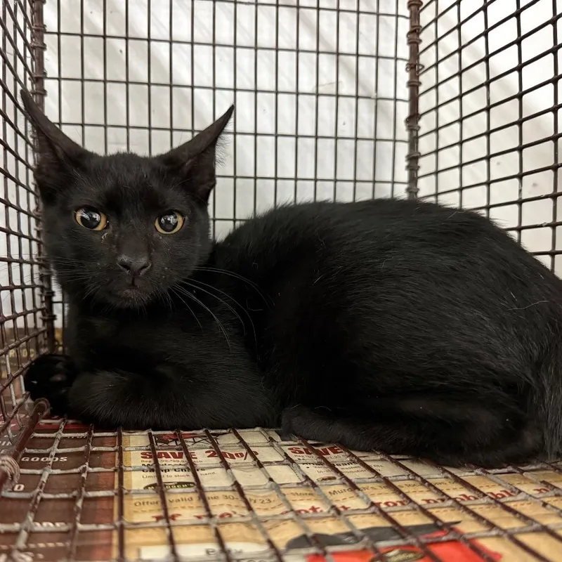 A baby small-sized male Black Domestic Short Hair cat named Magical for adoption in Edinburg, TX