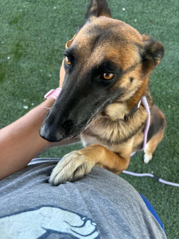 An adult medium-sized female Tricolor (Brown, Black, & White) Belgian Shepherd / Malinois dog named Sabrina Spellman NKA Leila for adoption in Imlay City, MI