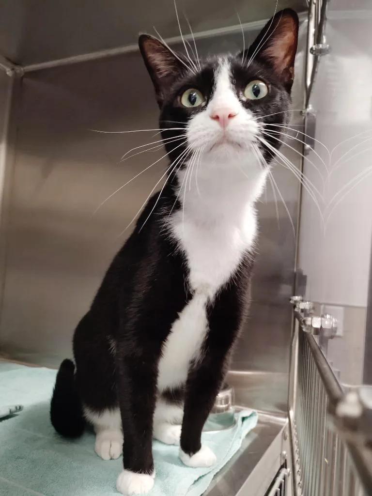 A young medium-sized male Domestic Short Hair cat named Cobweb for adoption in Clarksville, TN