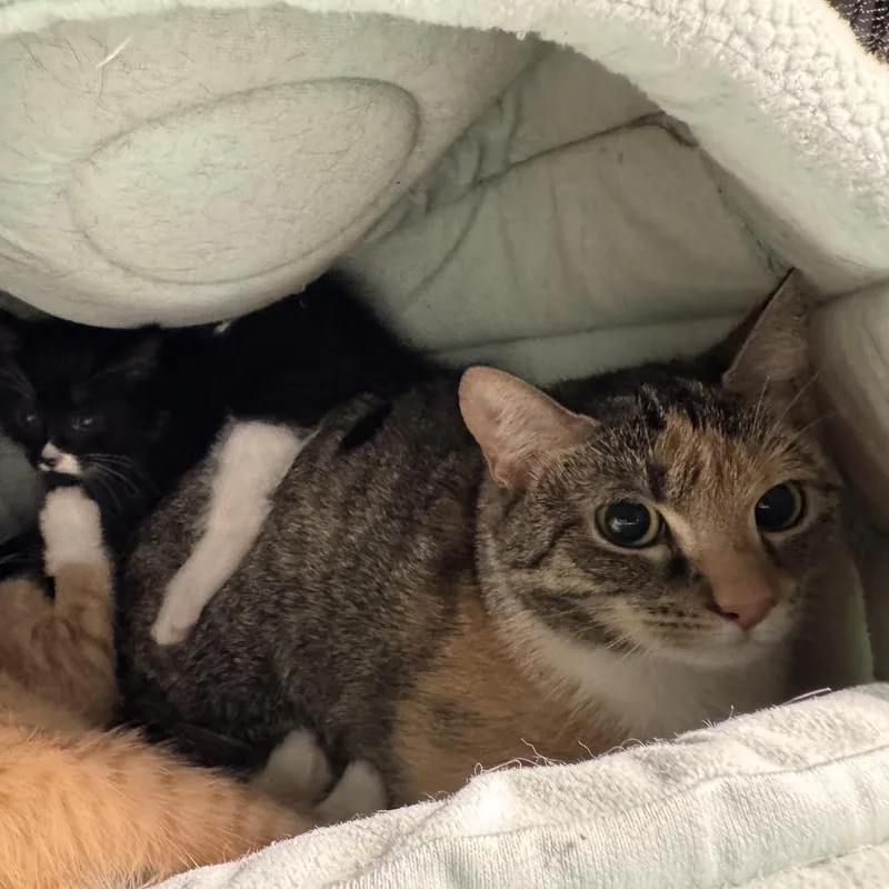A young medium-sized female Torbie Domestic Short Hair cat named Auntie Em for adoption in St. Paul, MN