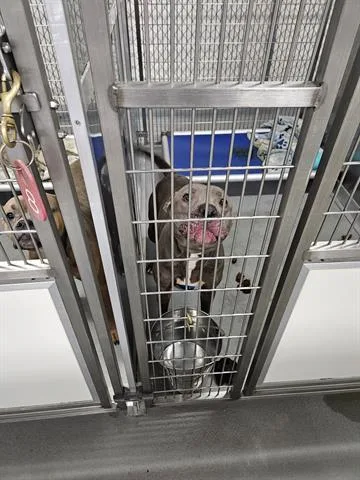 An adult medium-sized female Pit Bull Terrier dog named Frito for adoption in Norfolk, VA