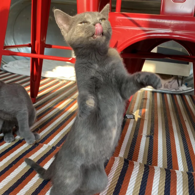 A baby small-sized female Dilute Tortoiseshell Domestic Short Hair cat named Marigold for adoption in Grand Rapids, MI