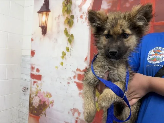 A baby small-sized male German Shepherd Dog dog named Brutus for adoption in San Bernardino, CA