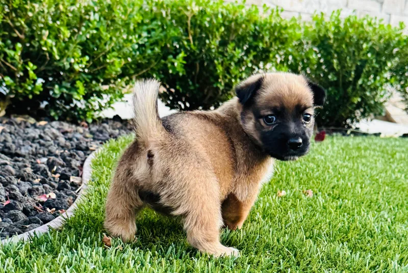 A baby small-sized female Mixed Breed dog named Baby Guh for adoption in Penryn, CA