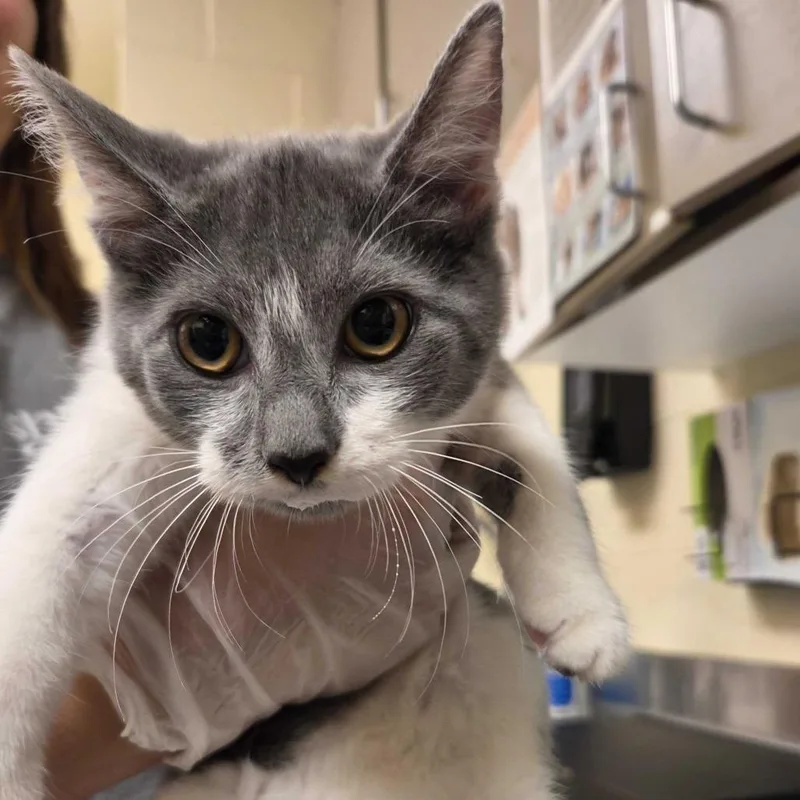 A baby small-sized female Gray / Blue / Silver Domestic Short Hair cat named Grady for adoption in Asheville, NC